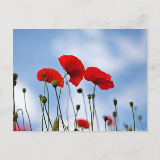 Carte Postale Fleurs de pavot rouge (Devant)