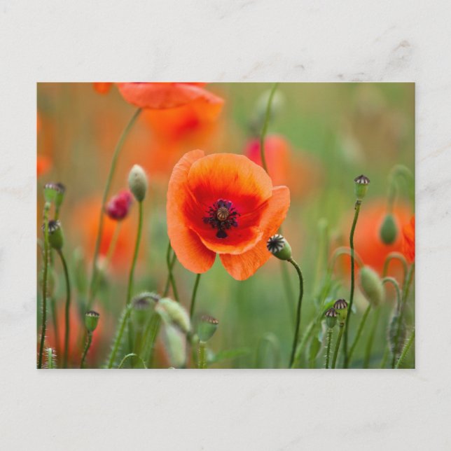 Carte Postale Fleurs de pavot rouge (Devant)