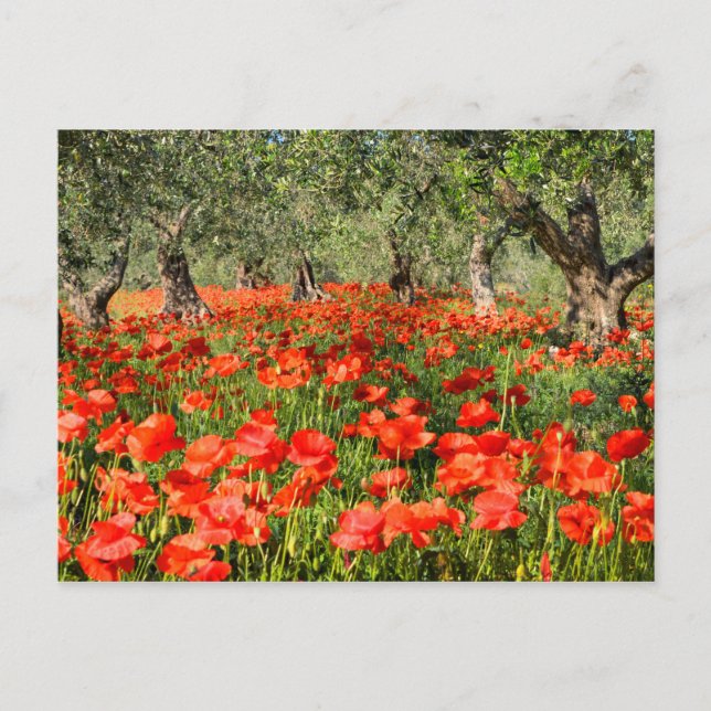 Carte Postale Fleurs de pavot rouge sous les vieux oliviers (Devant)