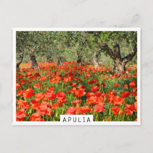 Carte Postale Fleurs de pavot rouge sous les vieux oliviers