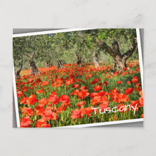 Carte Postale Fleurs de pavot rouge sous les vieux oliviers