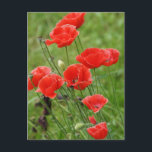 Carte Postale Fleurs de pavot rouge vibrantes<br><div class="desc">Fleurs de pavot</div>