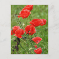 Fleurs de pavot rouge vibrantes