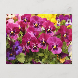 Carte Postale Fleurs de Pensée Colorées dans le Jardin 