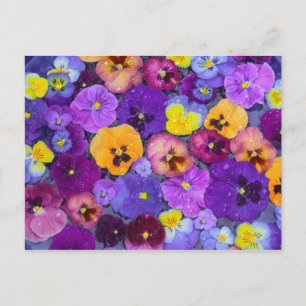 Carte Postale Fleurs de pensée flottant dans un bain d'oiseau av