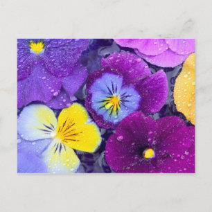 Carte Postale Fleurs de pensée flottant dans un bain d'oiseau av