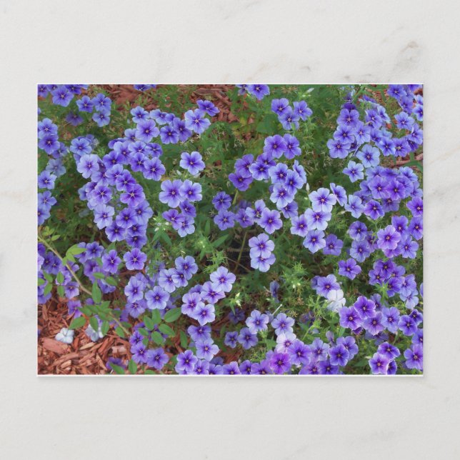 Carte Postale Fleurs de Phlox violet sur (Devant)