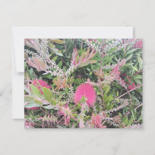 Carte Postale Fleurs de pinceau rose en fleur en fleurs Vue jard