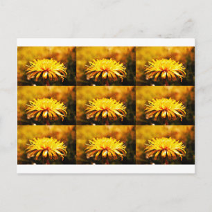 Carte Postale Fleurs de pissenlit jaunes vignes printemps