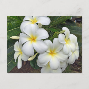 Carte Postale Fleurs de Plumeria d'Hawaï