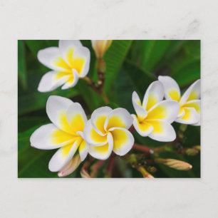 Carte Postale Fleurs de plumeria en gros plan, Hawaï