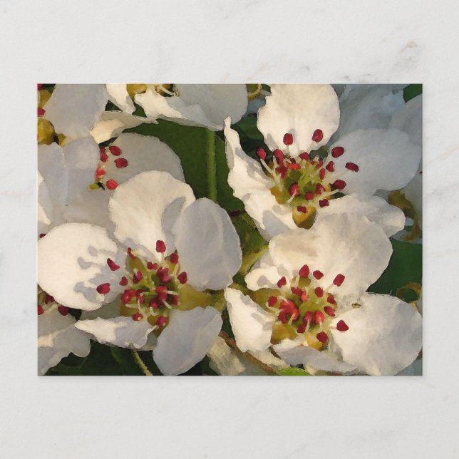 Carte Postale Fleurs de poire (Devant)