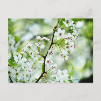 Carte Postale Fleurs de poires
