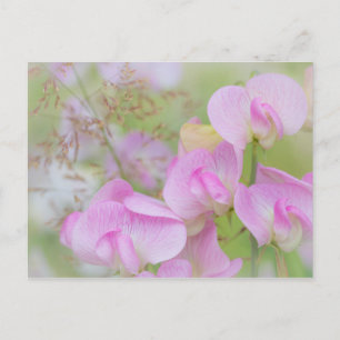 Carte Postale Fleurs de pois de senteur Seabeck, WA