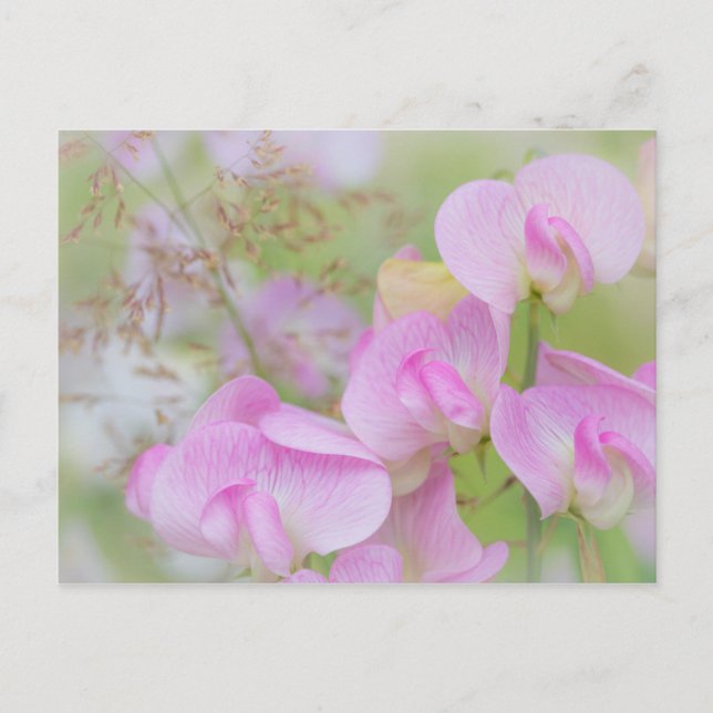 Carte Postale Fleurs de pois de senteur | Seabeck, WA (Devant)