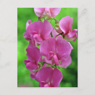 Carte Postale Fleurs de pois doux roses
