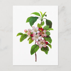 Carte Postale Fleurs de pomme rose par Pierre Jopseph Redoute
