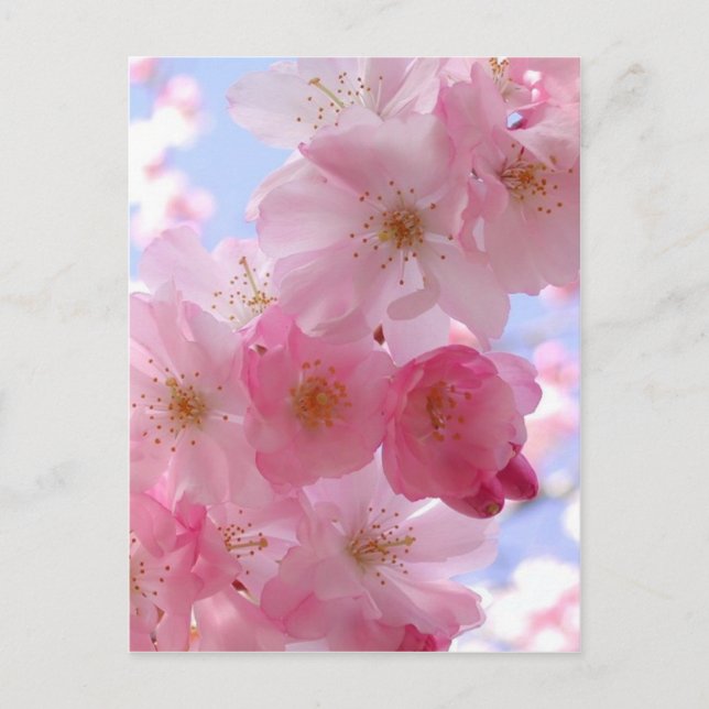 Carte Postale fleurs de pommes (Devant)