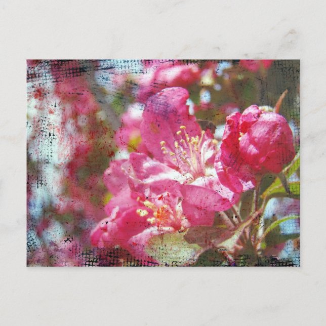 Carte Postale Fleurs de pommes de terre (Devant)