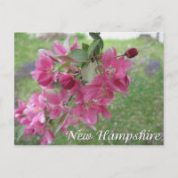 fleurs de pommier sauvage du New Hampshire
