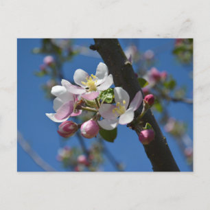 Carte Postale Fleurs de pommier - Une branche fleurie de pommier