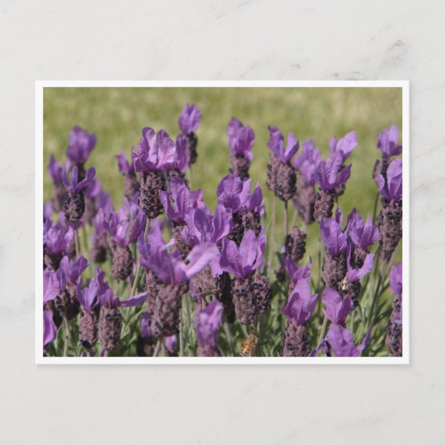 Carte Postale Fleurs de prairie de lavande (Devant)