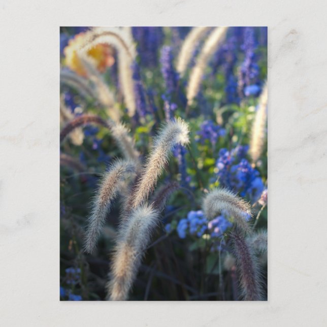 Carte Postale Fleurs de Prairie Rêveuse (Devant)