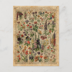Carte Postale Fleurs de prés colorées Herbes Dictionnaire Art