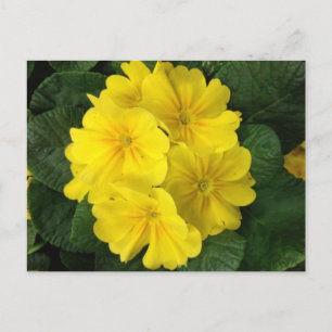 Carte Postale Fleurs de Primrose Jaune