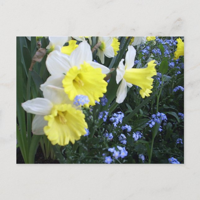 Carte postale Fleurs de printemps (Devant)