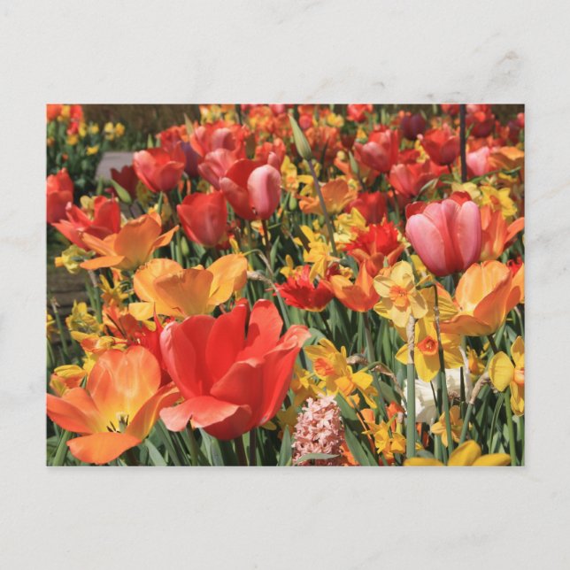 Carte Postale Fleurs de printemps (Devant)