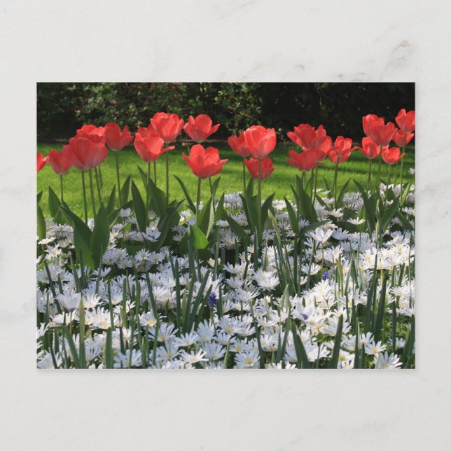 Carte Postale Fleurs de printemps (Devant)