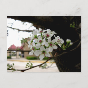 Carte Postale Fleurs de printemps blanches en macrophotographie