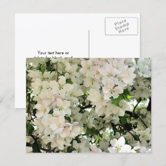 Carte Postale Fleurs de printemps blanches Photographie de fleur