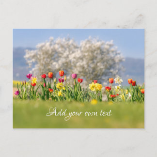 Carte Postale Fleurs de printemps colorées avec tulipes et jonqu