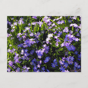 Carte Postale Fleurs de printemps de Squill Bleu