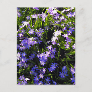 Carte Postale Fleurs de printemps de Squill Bleu