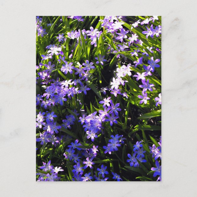 Carte Postale Fleurs de printemps de Squill Bleu (Devant)