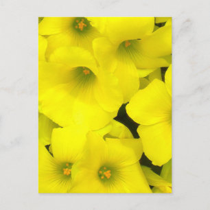 Carte Postale Fleurs de printemps jaunes dans le jardin