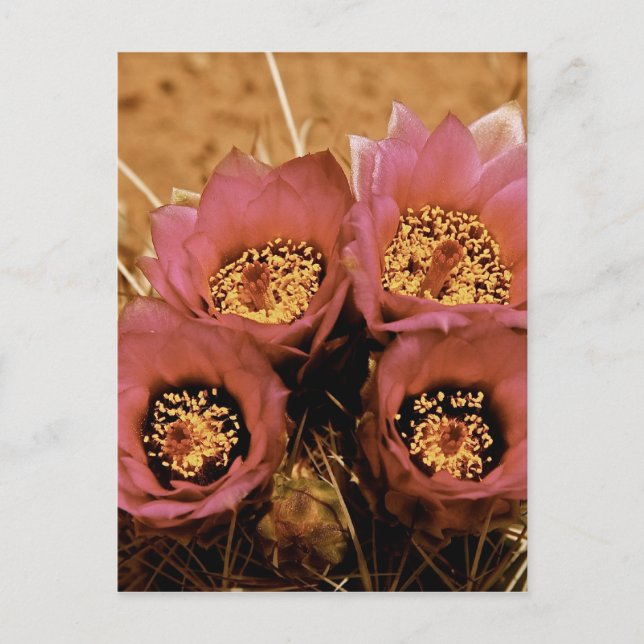 CARTE POSTALE FLEURS DE PRINTEMPS ROSE HAUT DÉSERT (Devant)