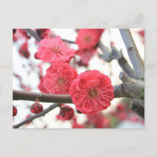 Carte Postale fleurs de prune fleurs rose de printemps