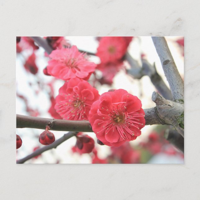 Carte Postale fleurs de prune fleurs rose de printemps (Devant)