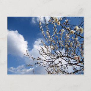 Carte Postale Fleurs de prune : Japon