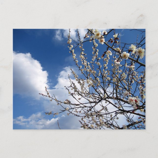 Carte Postale Fleurs de prune : Japon (Devant)