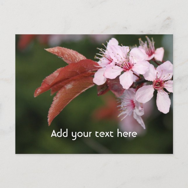 Carte Postale fleurs de prunier rose de printemps (Devant)