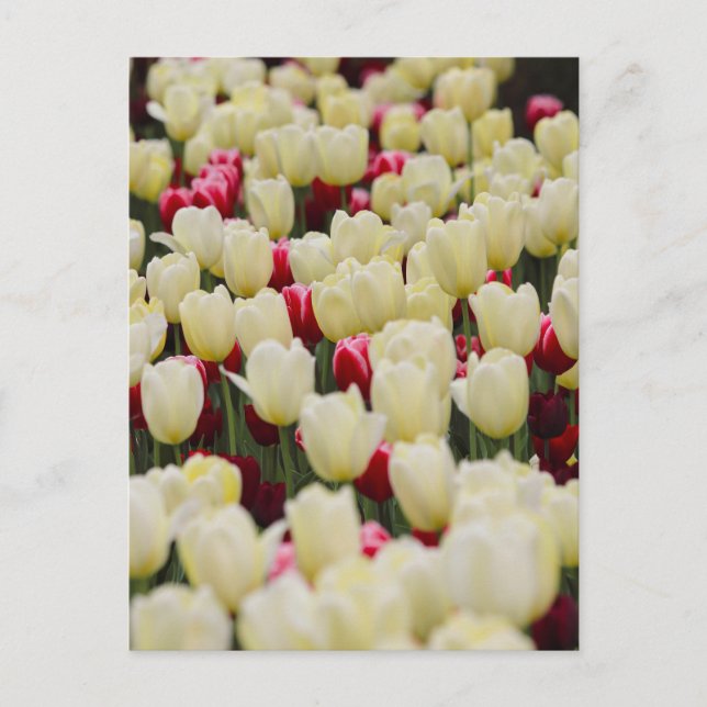 Carte Postale Fleurs de ressort douces (Devant)