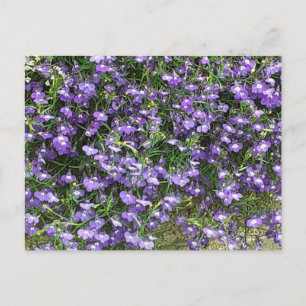 Carte postale Fleurs de ressort violet