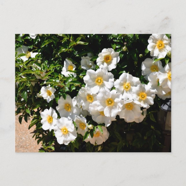 Carte Postale Fleurs de rose Cherokee rares (Devant)