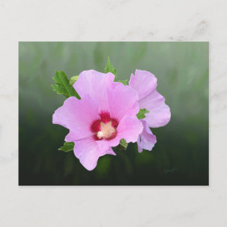 Carte Postale Fleurs de rose et de mauve d'Alcea