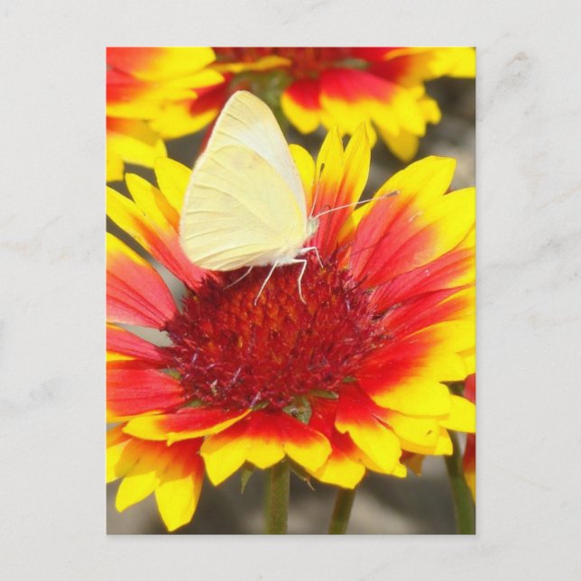 Carte Postale Fleurs de rose papillon romantique (Devant)